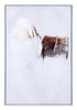 Delicate Feather Canvas Wall Art Multicolor - Cozy Roots Decor